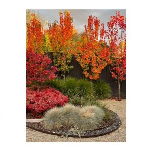 Autumn garden by Boodle Concepts landscaping in McKinnon, Melbourne and Kyneton