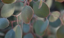 Winter gardening in Kyneton (the town of Daffodils)