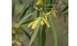 What native wattle is that? 👀