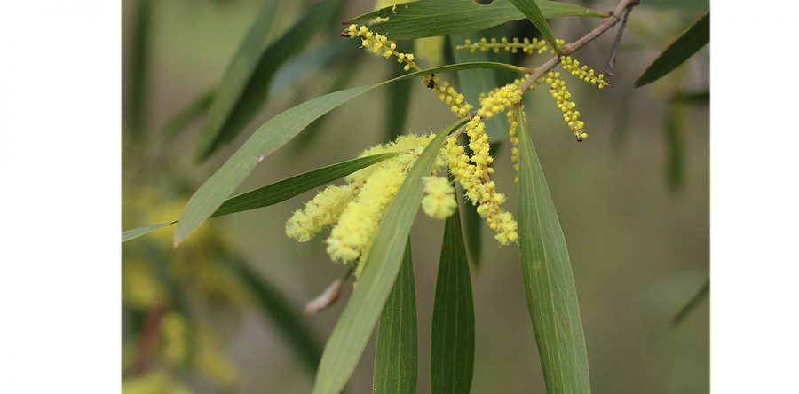 What native wattle is that? 👀