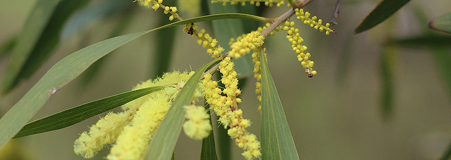 Native Acacia wattles in Macedon Ranges, Melbourne