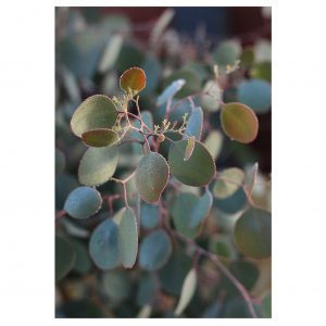 Boodle Concepts Kyneton landscaping, garden design Melbourne. eucalyptus