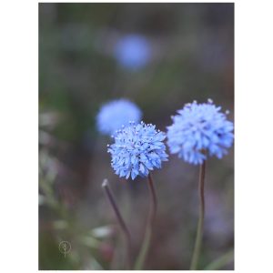 Blue Pincushion. Kyneton native plants by Boodle Concepts