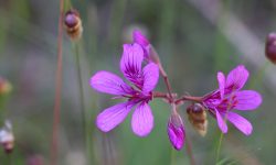 What indigenous wildflower is that? 👀